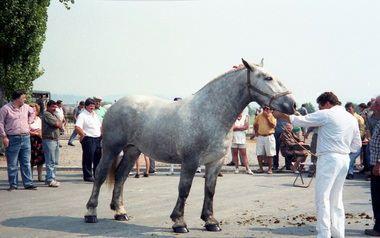 Percheron
percheron
Percheron